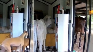 Illustration : Son chien laisse entrer 2 invités surprises qui mettent le salon sens dessus dessous, il le découvre via sa caméra de surveillance (vidéo)