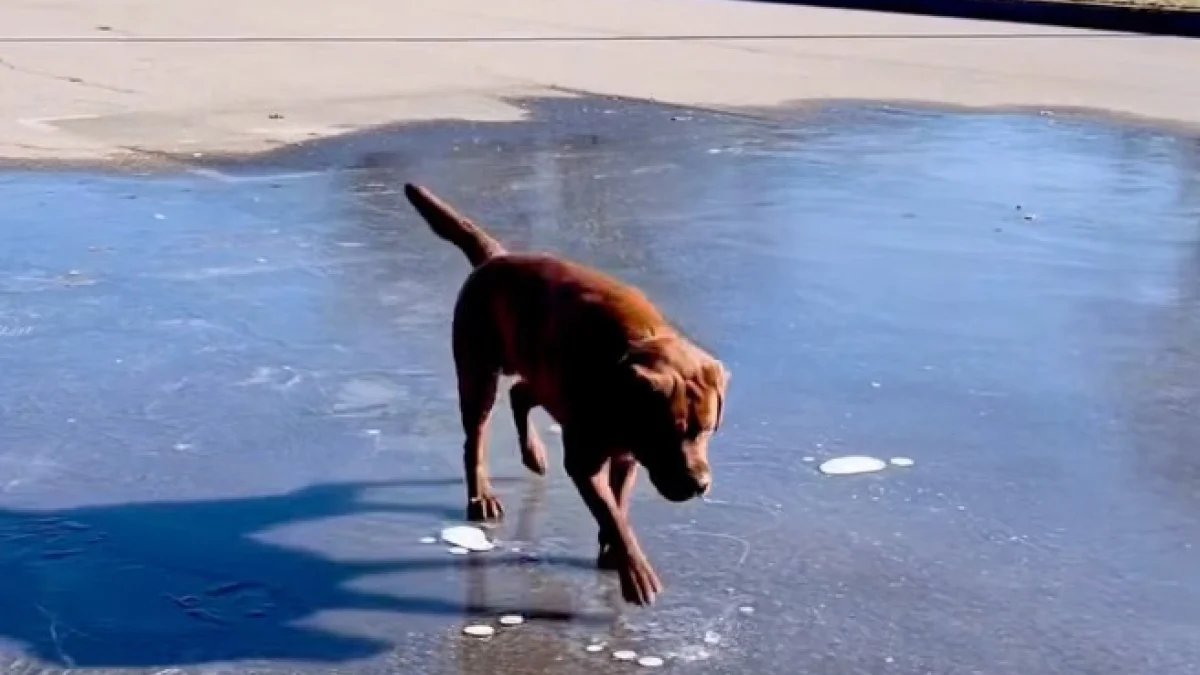 Illustration : "Prêt à patauger joyeusement dans une flaque, un Labrador se fige en constatant que sa surface est dure comme de la pierre (vidéo)"