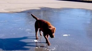 Illustration : "Prêt à patauger joyeusement dans une flaque, un Labrador se fige en constatant que sa surface est dure comme de la pierre (vidéo)"