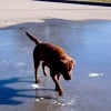 Illustration : Pr&ecirc;t &agrave; patauger joyeusement dans une flaque, un Labrador se fige en constatant que sa surface est dure comme de la pierre (vid&eacute;o)