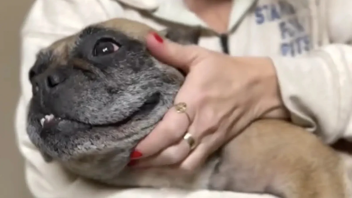 Illustration : "Des sauveteurs découvrent le carton d’un aspirateur devant le refuge et réalisent qu’une petite créature est piégée à l’intérieur (vidéo)"