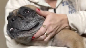 Illustration : "Des sauveteurs découvrent le carton d’un aspirateur devant le refuge et réalisent qu’une petite créature est piégée à l’intérieur (vidéo)"