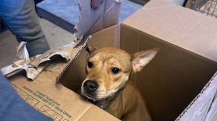 Illustration : "Tout ce qu'elle voulait c'&eacute;tait se sentir en s&eacute;curit&eacute;", cette chienne prisonni&egrave;re d'un carton et abandonn&eacute;e dans le froid cherche une main rassurante