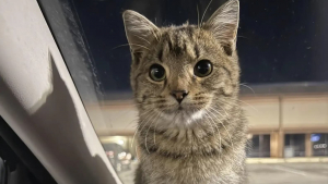 Illustration : En sortant du travail par une nuit glaciale, elle découvre une jeune chatte sous une voiture et un lien inattendu naît entre elles