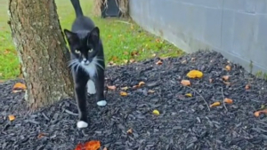 Illustration : Craignant le pire en voyant les bébés de la chatte qu'elles venaient de recueillir inanimés, mère et fille tentent tout pour les sauver (vidéo)