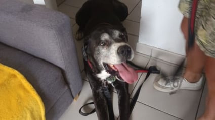 Illustration : Après avoir échappé à l’euthanasie, ce papy chien plein de vie et de tendresse cherche une dernière maison pour toujours