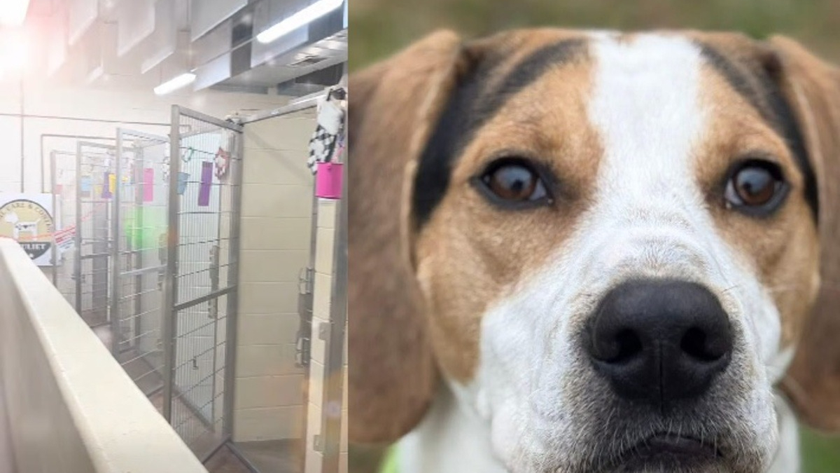 Illustration : "Ce refuge se vide pour la première fois de son existence et doit même 