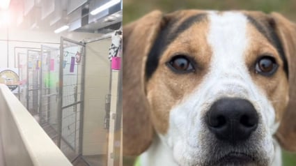 Illustration : Ce refuge se vide pour la première fois de son existence et doit même "emprunter" 3 chiens pour la parade de Noël