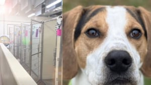 Illustration : Ce refuge se vide pour la première fois de son existence et doit même 