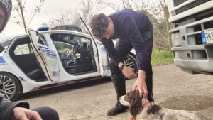 Illustration : "Le sort d'un chien jeté d'une voiture et se cachant sous une remorque attriste un témoin qui alerte les secours"