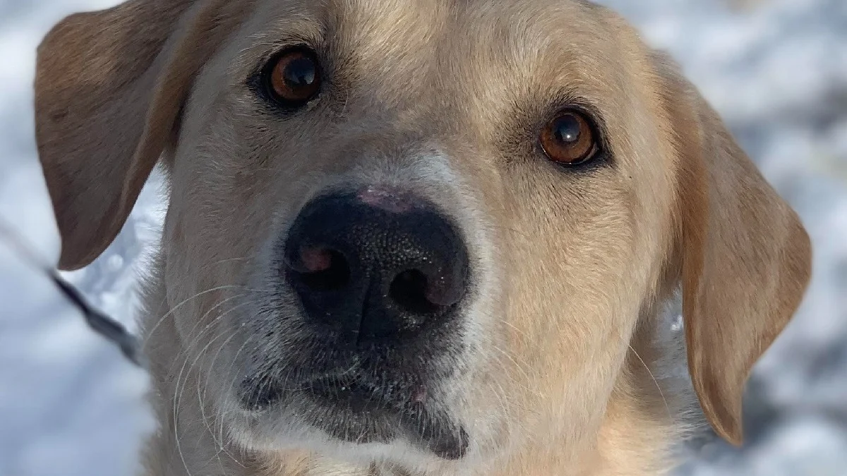 Illustration : "Sauvé de l'errance et repéré dans un refuge grâce à son obsession pour la balle, ce chien errant intègre une unité d'élite de sauvetage"