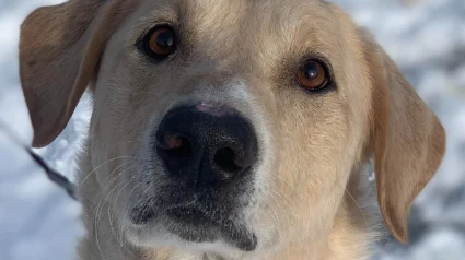 Illustration : Sauv&eacute; de l'errance et rep&eacute;r&eacute; dans un refuge gr&acirc;ce &agrave; son obsession pour la balle, ce chien errant int&egrave;gre une unit&eacute; d'&eacute;lite de sauvetage