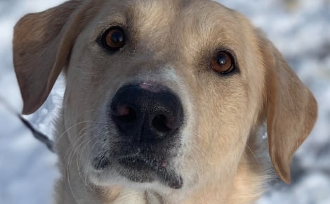 Sauvé de l'errance et repéré dans un refuge grâce à son obsession pour la balle, ce chien errant intègre une unité d'élite de sauvetage