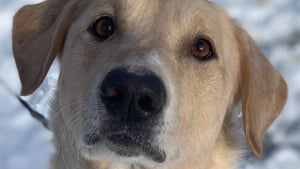 Illustration : Sauvé de l'errance et repéré dans un refuge grâce à son obsession pour la balle, ce chien errant intègre une unité d'élite de sauvetage