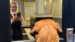 Illustration : Chaque soir, ce chiot transforme sa promenade en rendez-vous attendrissant avec une concierge de son quartier (vidéo)