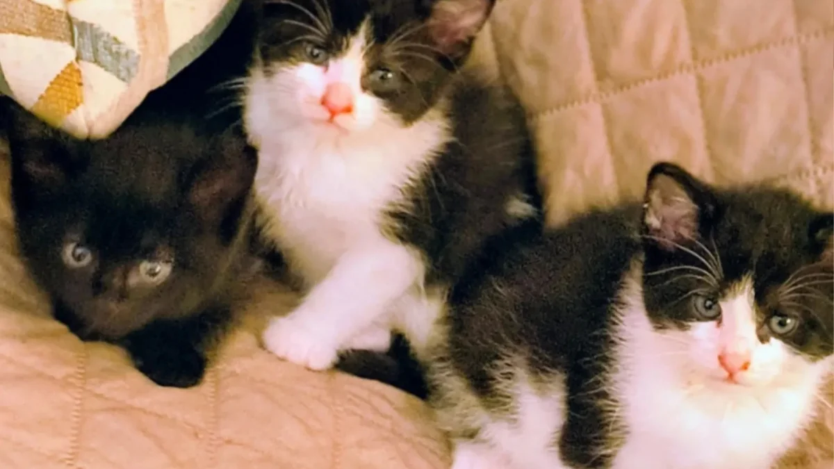 Illustration : "La découverte d’une boîte de chatons abandonnés et d’un mot bouleversant laissé par un enfant pousse une femme à agir sans tarder"