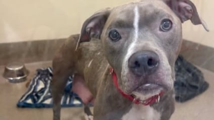 Illustration : &laquo; Attach&eacute;e, enferm&eacute;e dans une valise et jet&eacute;e dans une benne &agrave; ordures &raquo;, cette chienne court joyeusement partout depuis son sauvetage (vid&eacute;o)