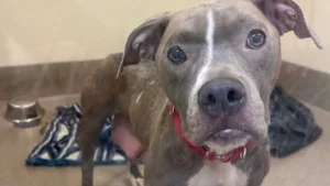 Illustration : "« Attachée, enfermée dans une valise et jetée dans une benne à ordures », cette chienne court joyeusement partout depuis son sauvetage (vidéo)"