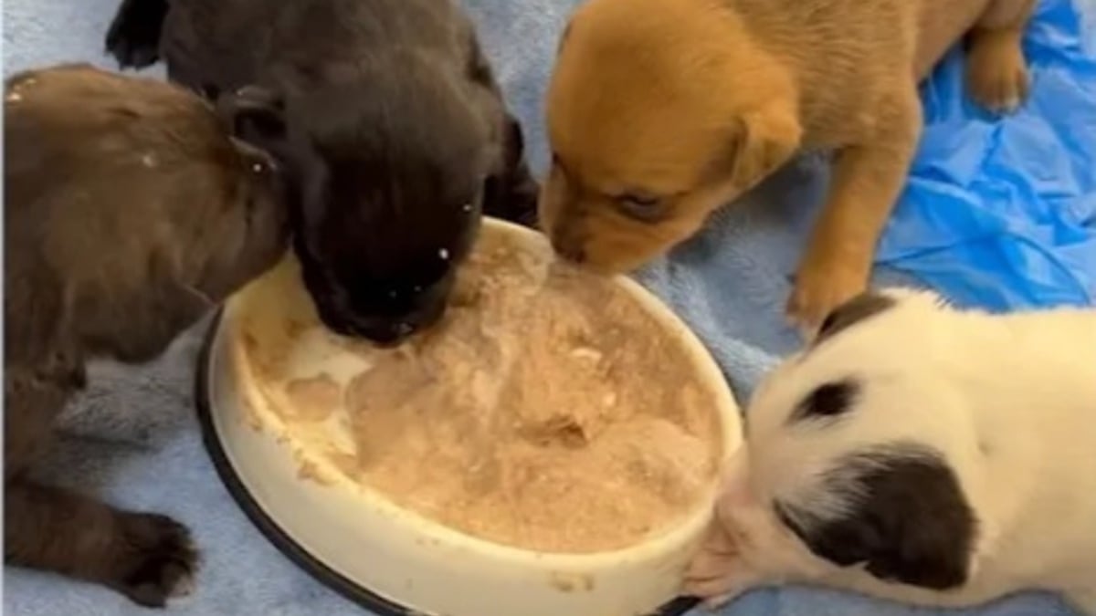 Illustration : "Détenus dans un garage insalubre et affamés, 28 chiens peuvent désormais espérer une vie meilleure après l'intervention des autorités"