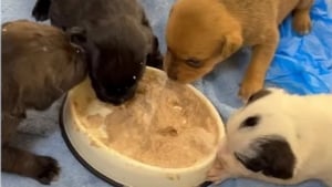 Illustration : "Détenus dans un garage insalubre et affamés, 28 chiens peuvent désormais espérer une vie meilleure après l'intervention des autorités"