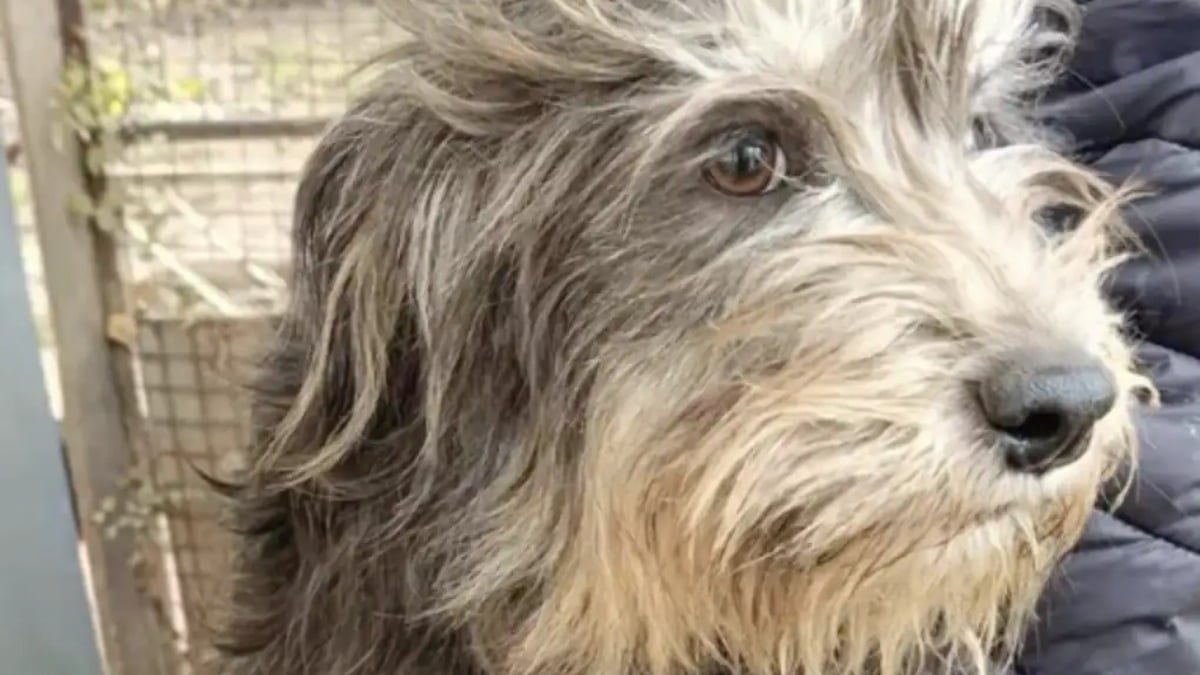 Illustration : "Une chienne affamée interpelle une passante et la guide vers ses 7 chiots nouveau-nés dans l'espoir de leur offrir une vie meilleure"