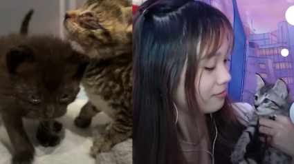 Illustration : Elle d&eacute;couvre 2 chatons aux yeux infect&eacute;s, les soigne et en fait les vedettes de ses parties de jeux vid&eacute;o en direct