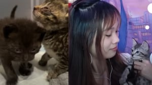 Illustration : Elle découvre 2 chatons aux yeux infectés, les soigne et en fait les vedettes de ses parties de jeux vidéo en direct