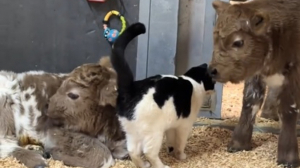 Illustration : Une jeune chatte de ferme fait la connaissance de 3 veaux et d&eacute;cide d'en faire ses amis pour la vie (vid&eacute;o)