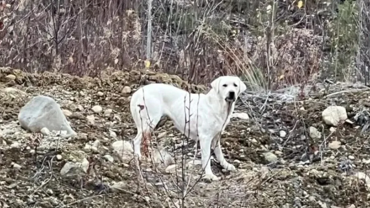Illustration : "Pendant 6 semaines, de nombreux habitants proposent des solutions diverses et multiplient les efforts pour mettre une chienne vivant seule dans la forêt en sécurité"