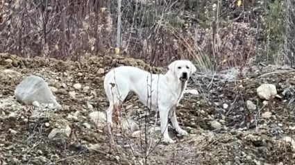 Illustration : Pendant 6 semaines, de nombreux habitants proposent des solutions diverses et multiplient les efforts pour mettre une chienne vivant seule dans la for&ecirc;t en s&eacute;curit&eacute;