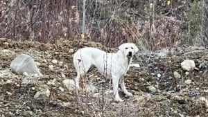 Illustration : Pendant 6 semaines, de nombreux habitants proposent des solutions diverses et multiplient les efforts pour mettre une chienne vivant seule dans la forêt en sécurité