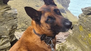 Illustration : À travers un acte de générosité, une association permet à un chien policier à la retraite de courir à nouveau après une opération vitale de 1700 euros