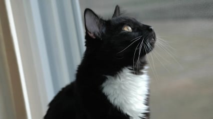 Illustration : "Un vrai travail de d&eacute;tective" permet &agrave; un chat disparu 11 ans plus t&ocirc;t de rentrer aupr&egrave;s des siens