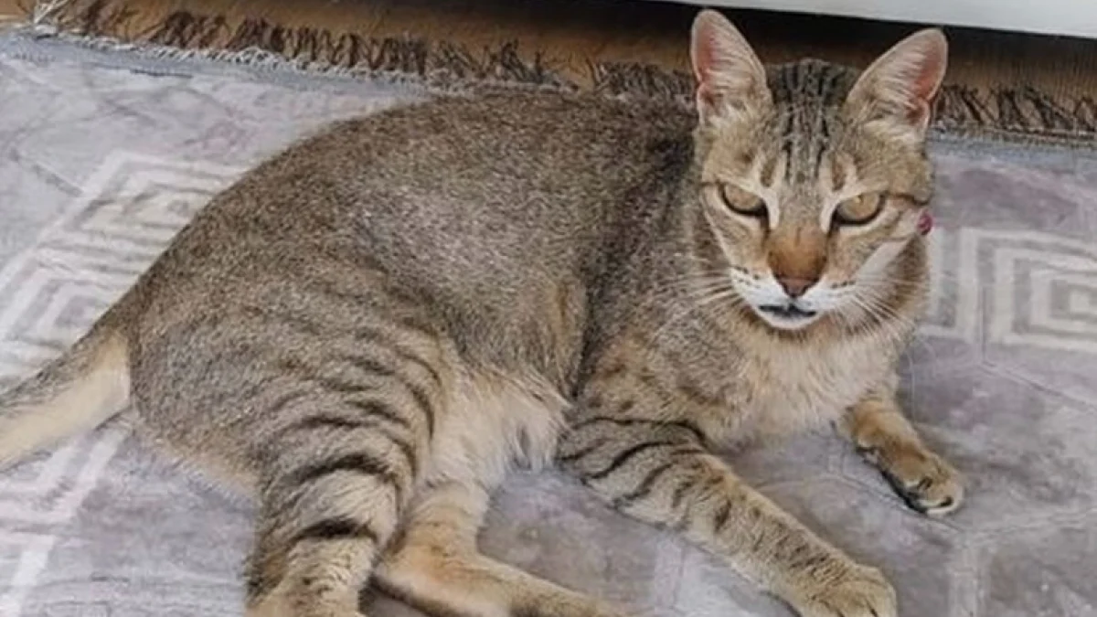 Illustration : "Face à l’intrusion d’un voleur, un chat courageux protège sa propriétaire et met en fuite le criminel"