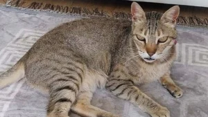 Illustration : "Face à l’intrusion d’un voleur, un chat courageux protège sa propriétaire et met en fuite le criminel"