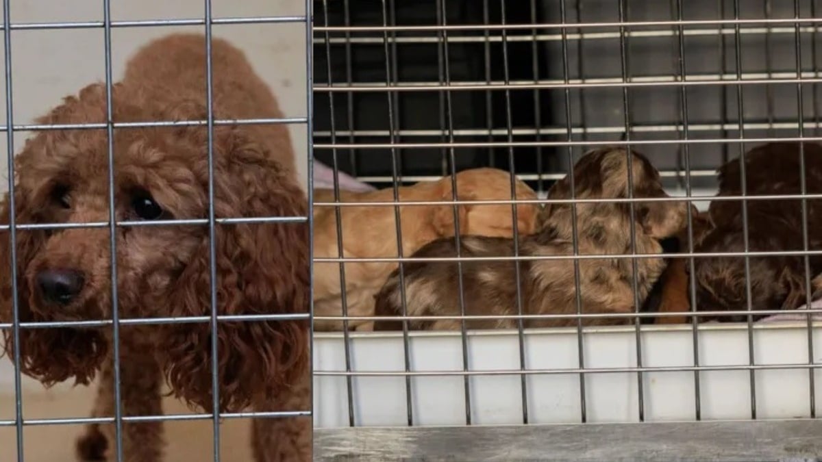 Illustration : "Un signalement anonyme permet à 71 chiens entassés et détenus dans des conditions indignes de connaître une tout autre vie"