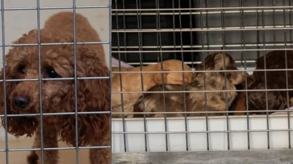 Illustration : Un signalement anonyme permet &agrave; 71 chiens entass&eacute;s et d&eacute;tenus dans des conditions indignes de conna&icirc;tre une tout autre vie