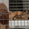 Illustration : Un signalement anonyme permet &agrave; 71 chiens entass&eacute;s et d&eacute;tenus dans des conditions indignes de conna&icirc;tre une tout autre vie