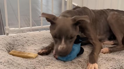 Illustration : Apr&egrave;s des ann&eacute;es de souffrance, une petite Pitbull conna&icirc;t enfin le bonheur en d&eacute;couvrant son tout premier jouet (vid&eacute;o)