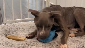 Illustration : Après des années de souffrance, une petite Pitbull connaît enfin le bonheur en découvrant son tout premier jouet (vidéo)