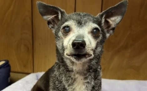 Abandonné à 15 ans, ce Chihuahua fixe la porte durant une semaine et espère le retour de sa famille (vidéo)