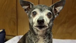 Illustration : Abandonné à 15 ans, ce Chihuahua fixe la porte durant une semaine et espère le retour de sa famille (vidéo)