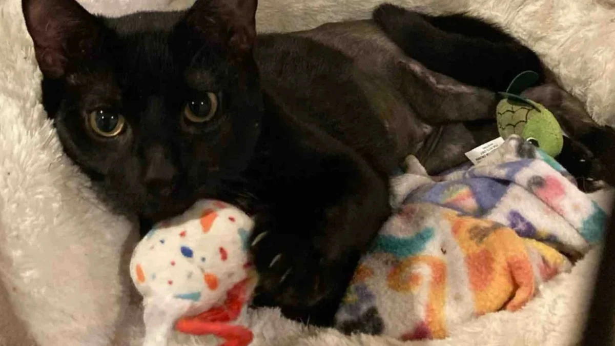 Illustration : "Grâce à la vigilance et à la bienveillance des éboueurs, un chat avec la hanche fracturée trouve la famille de ses rêves"