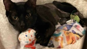 Illustration : Grâce à la vigilance et à la bienveillance des éboueurs, un chat avec la hanche fracturée trouve la famille de ses rêves