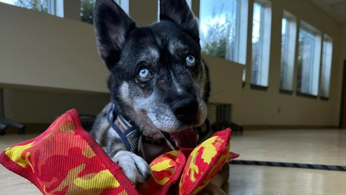 Illustration : "Rendu au refuge à cause « de problèmes de logement », ce chien passe plusieurs mois à espérer une adoption définitive"