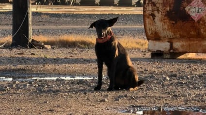 Illustration : &laquo; Ces hommes patients et pers&eacute;v&eacute;rants lui ont sauv&eacute; la vie &raquo;, une chienne effray&eacute;e trouve de l'aide aupr&egrave;s des employ&eacute;s d&eacute;termin&eacute;s d'une gare de triage
