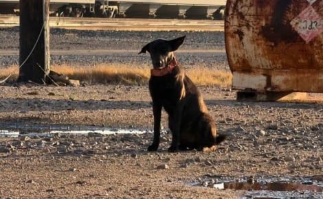 « Ces hommes patients et persévérants lui ont sauvé la vie », une chienne effrayée trouve de l'aide auprès des employés déterminés d'une gare de triage