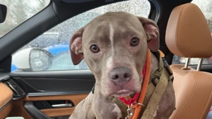 Illustration : L'abandon choquant d'une chienne enferm&eacute;e dans une valise et jet&eacute;e aux ordures ne restera pas impuni, la police annonce une arrestation