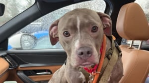 Illustration : L'abandon choquant d'une chienne enferm&eacute;e dans une valise et jet&eacute;e aux ordures ne restera pas impuni, la police annonce une arrestation