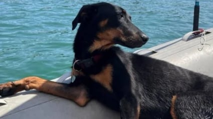 Illustration : Rescap&eacute;e d'un &eacute;levage clandestin, cette Beauceronne squelettique et terrifi&eacute;e lors de son sauvetage est aujourd'hui m&eacute;connaissable &agrave; la plage